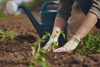 Person working in a garden