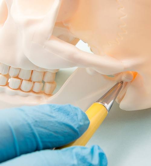 Yellow pen pointing at TMJ on skull model